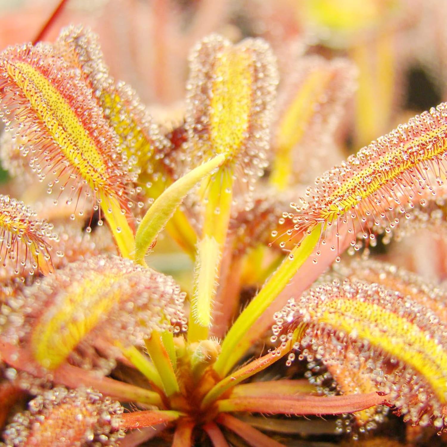 Sundew Seeds Drosera Carnivorous Plants Unique Method Of Capturing Insects Ornamental For Indoor