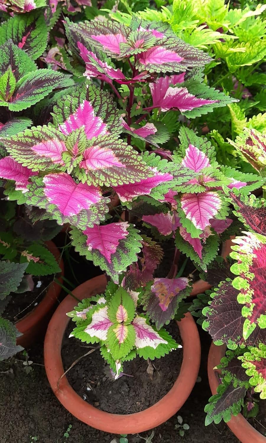 Pink Black Coleus Flower seeds for Planting Perfect for Borders Heirloom & GMO Free Seeds for Home Garden