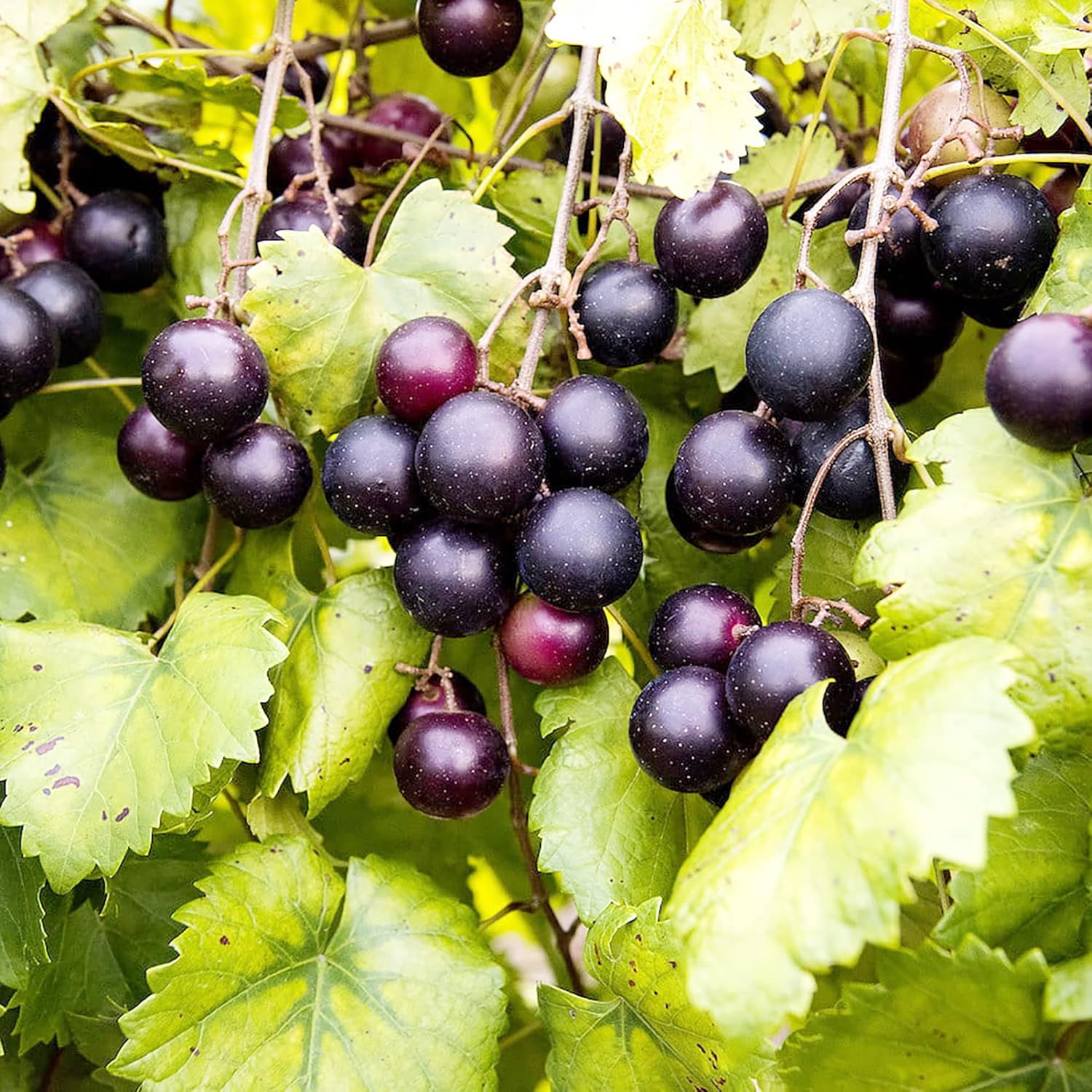 Muscadine Grape Seeds Climbing Vine Perennial Fargrant Flavor Fast Growing Tasty Long-Lived Juice