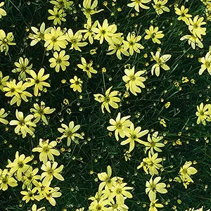 Coreopsis Plant Coreopsis spp. Seeds for Planting in Flower Bed & Garden
