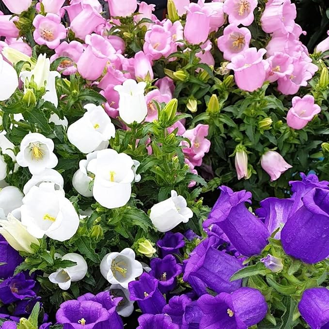 Rubinrot Heirloom Campanula "Canterbury Bell" Seeds for Stunning Red Bells