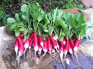 French Breakfast Radish Seeds for Crisp, Mild Flavor