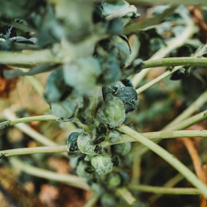Long Island Brussels Sprout Seeds for Heirloom, Nutritious Sprouts - Evergrowseeds
