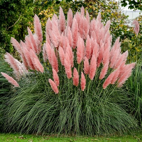 Lamp Beads Grass Melica ciliata Seeds for Planting in Garden