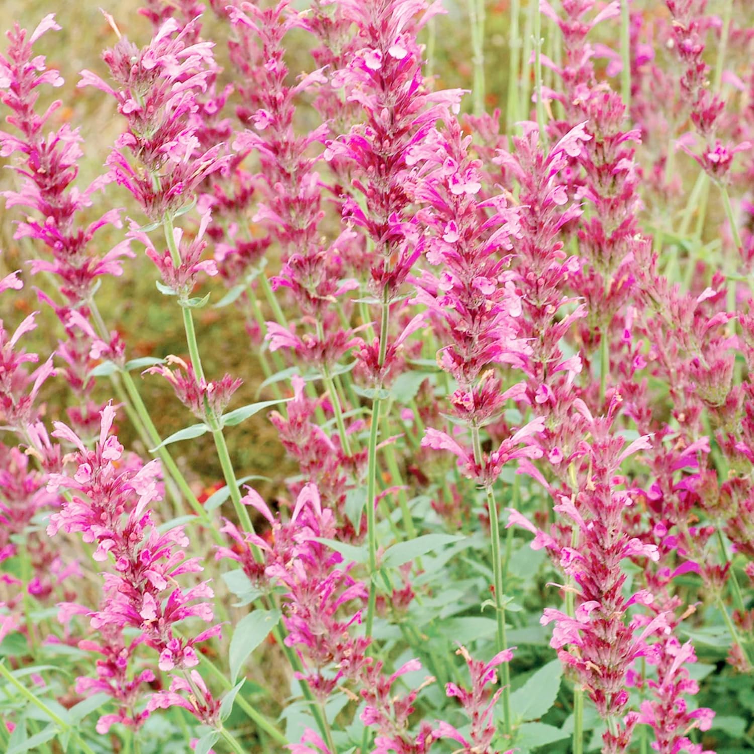 Hummingbird Mint Seeds Agastache Heather Queen Fragrant Deer & Drought Resistant Attracts