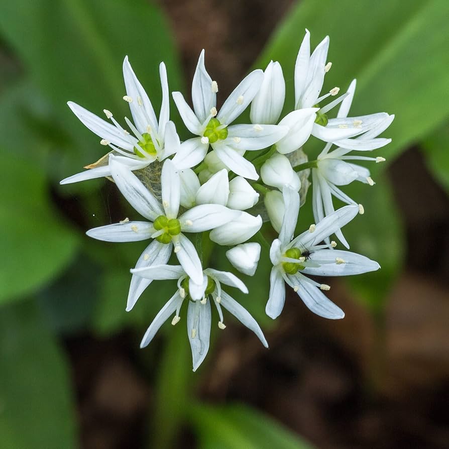 Wild Leek Allium tricoccum Flower Seeds for Planting
