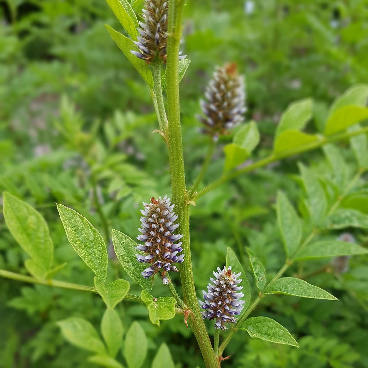 Licorice Root Glycyrrhiza glabra Seeds for Planting in Herb Garden & Landscape - Evergrowseeds