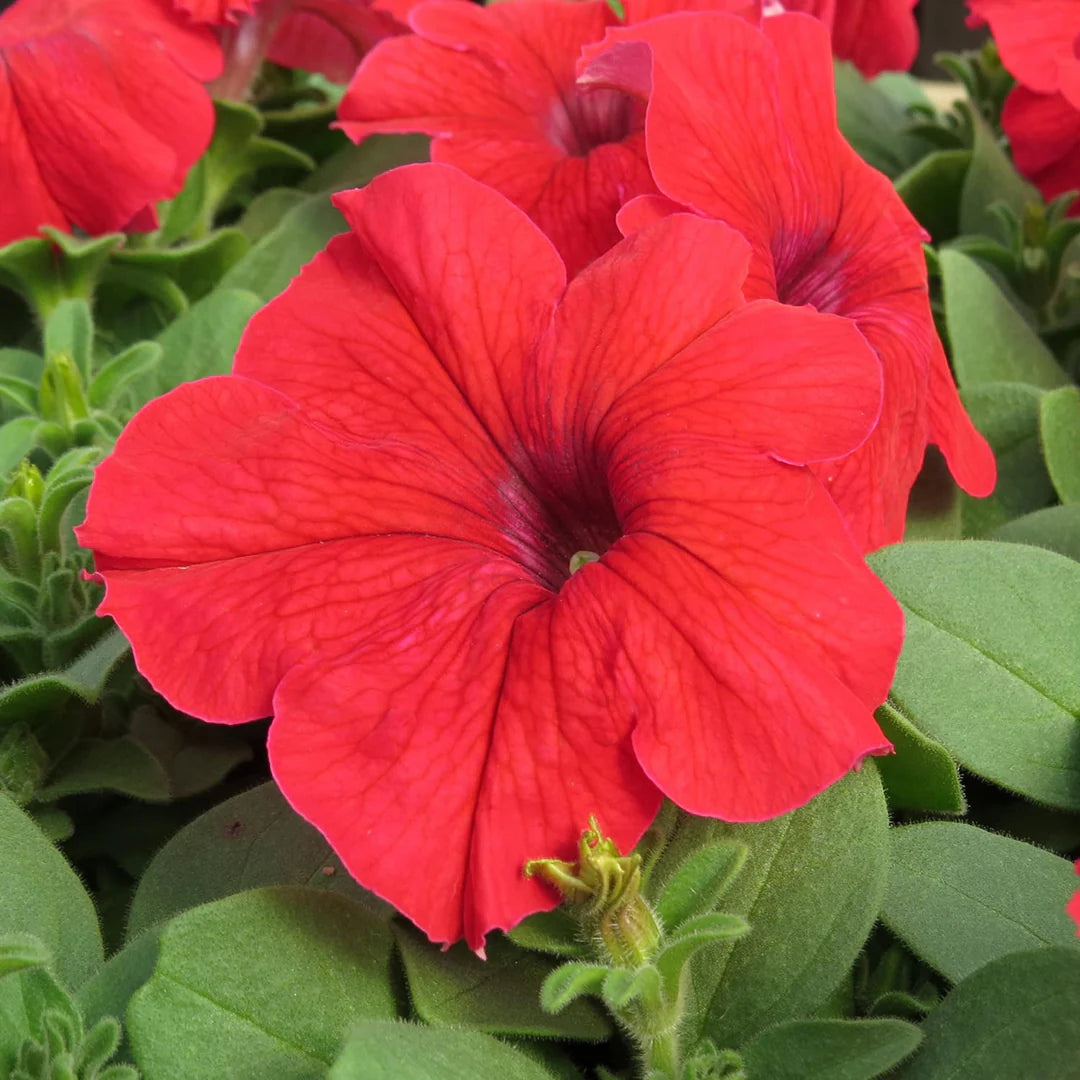 Burgundy Petunia Double Madness Flower seeds for Planting - Premium Quality, Heirloom & GMO Free Seeds for Home Garden