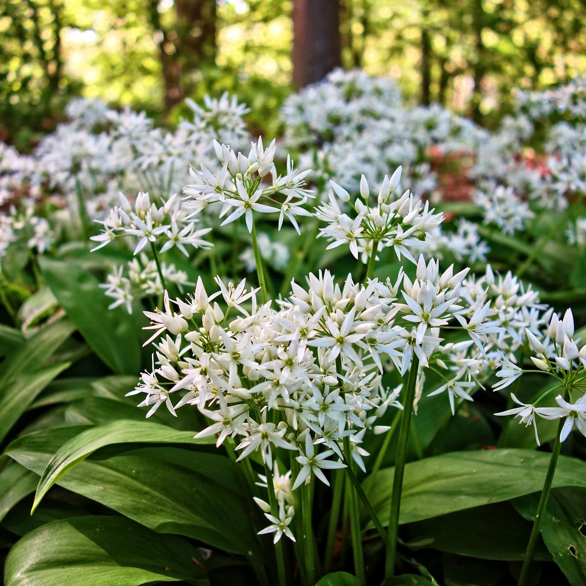 Ramsons Allium Ursinum Flower Seeds for Planting in Herb Garden and Woodland