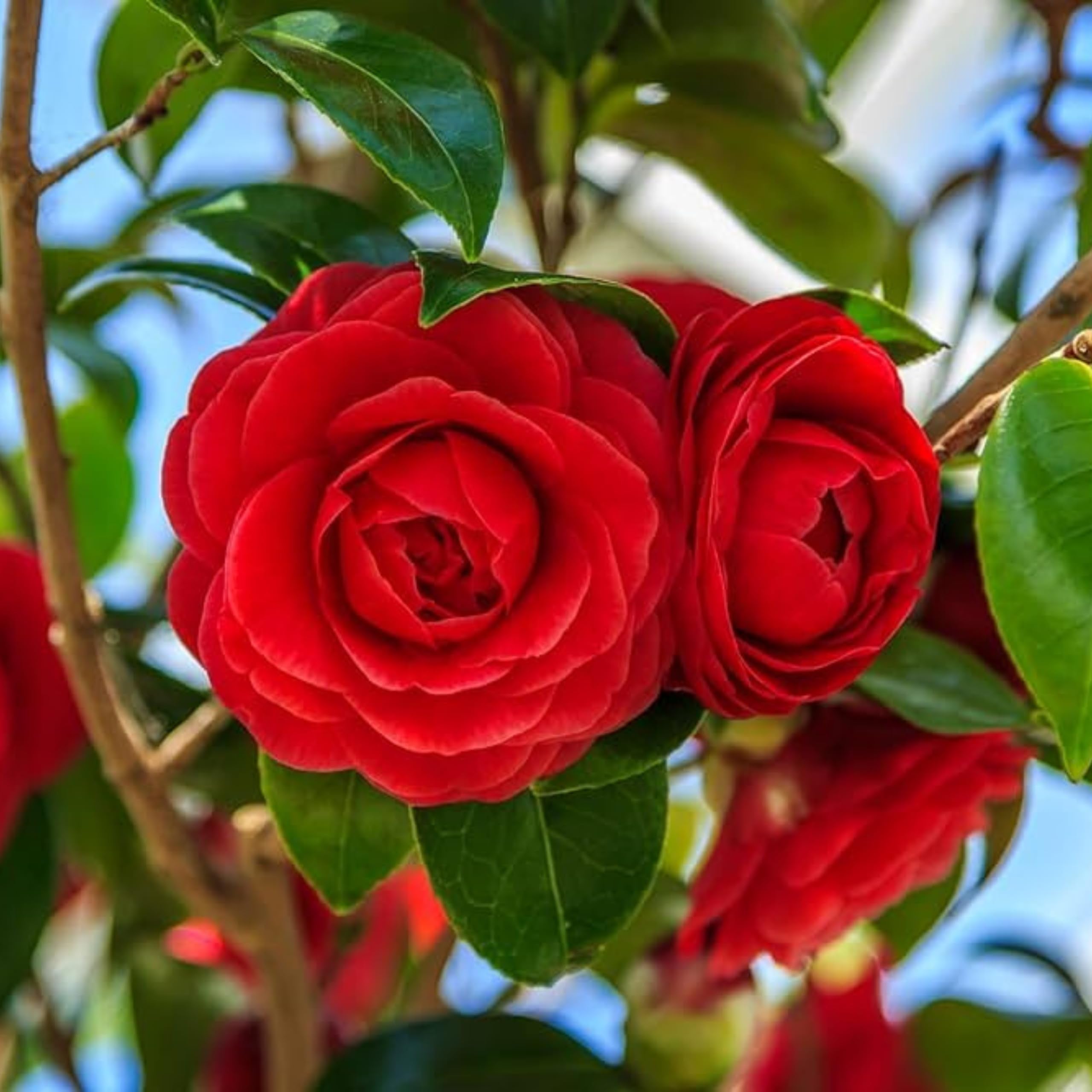 Camellia Burgundy Flower seeds for Planting - Pollinator Friendly, Heirloom & GMO Free Seeds for Home Garden