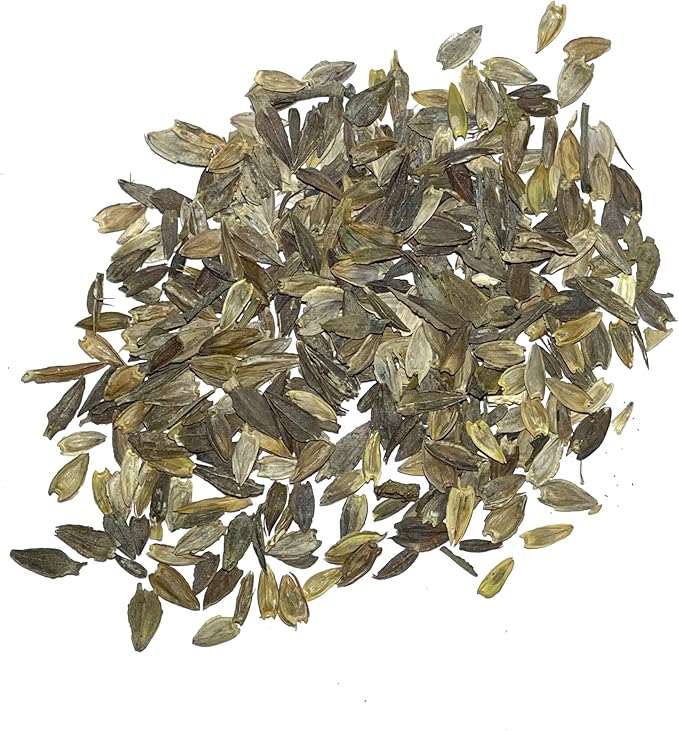 Zinnia Benary Giant White Seeds for Large, White Zinnia Blooms