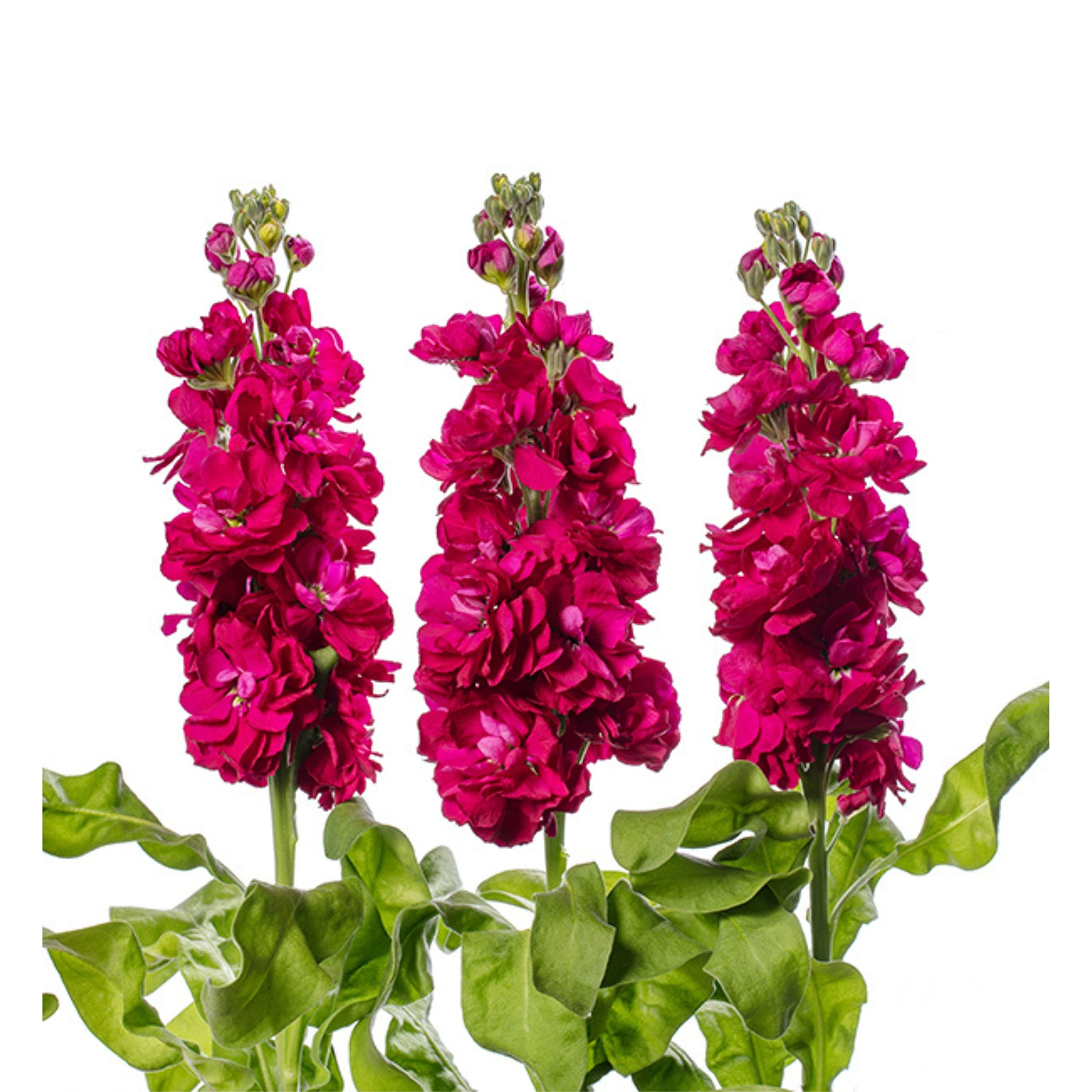 Matthiola Incana Deep Rose Seeds for Planting Spring Beds Cottage Garden