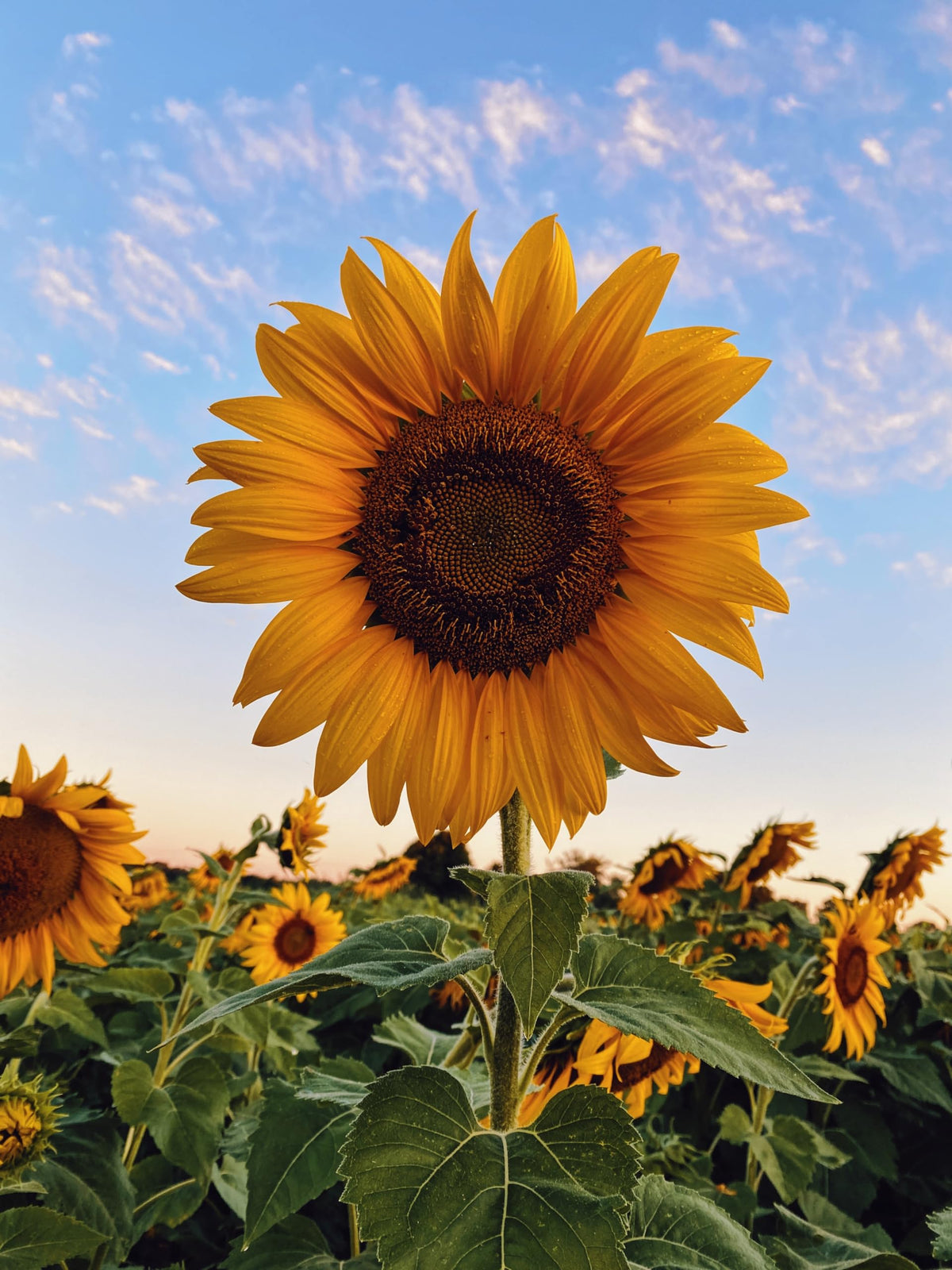 Sunflower Flower seeds for Planting - Bright Blooms, Heirloom & GMO Free Seeds for Home Garden
Sale for planting in home garden.
