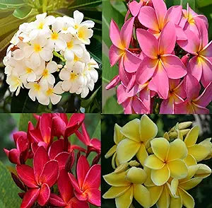 Plumeria Flower Plumeria spp. for planting in tropical garden