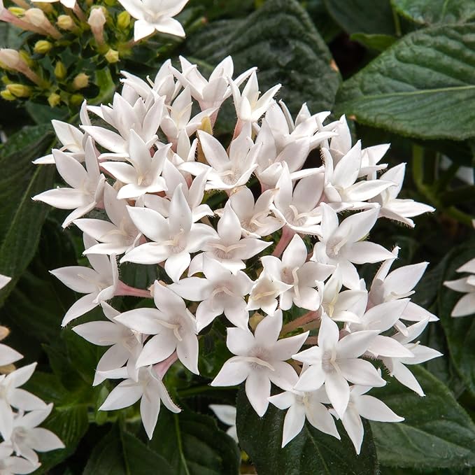 Mixed Pentas Pentas lanceolata Seeds for Planting in Flower Bed & Garden