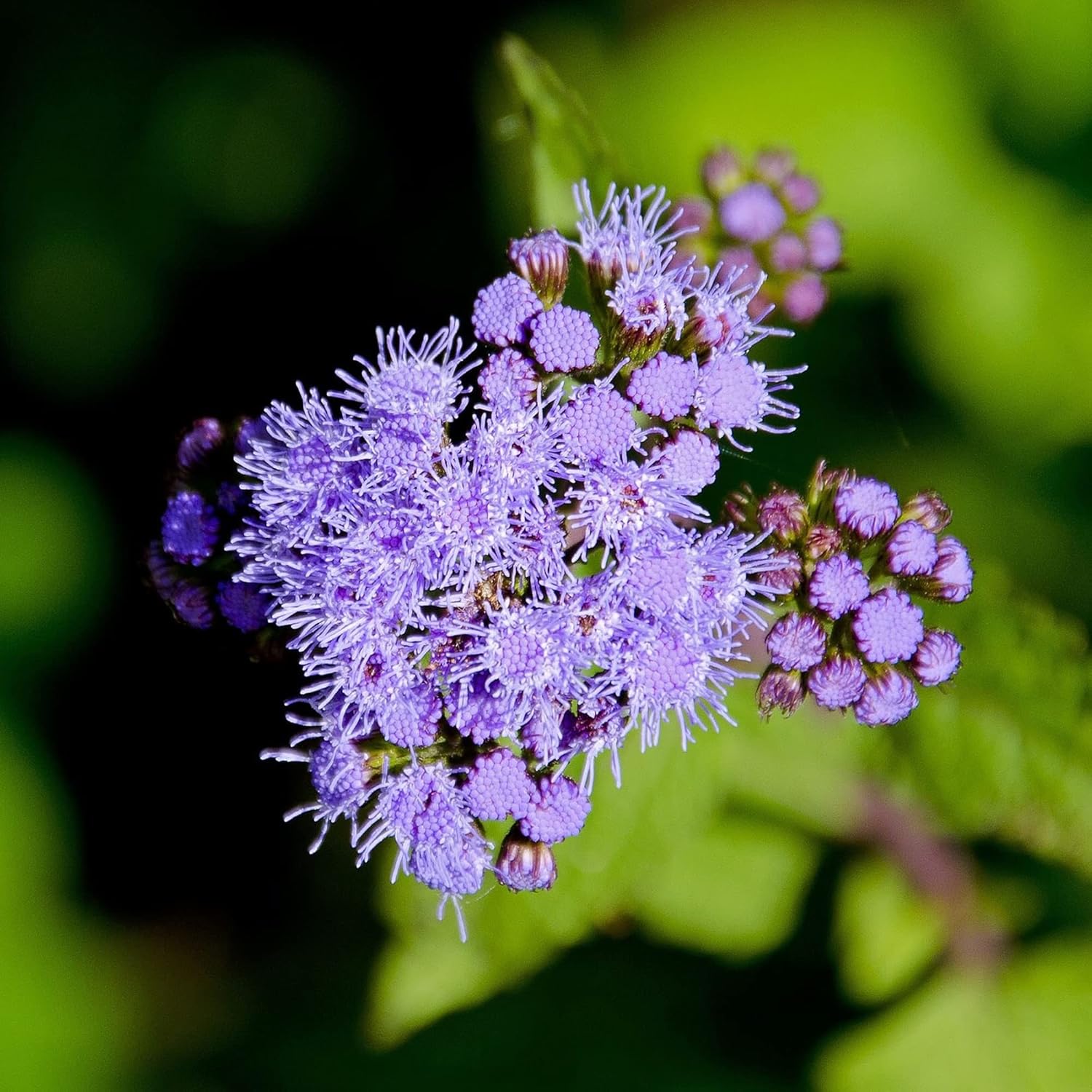 Blue Mistflower Seeds Hardy Ageratum Conoclinium Coelestinum Upright Perennial Attracts Bees