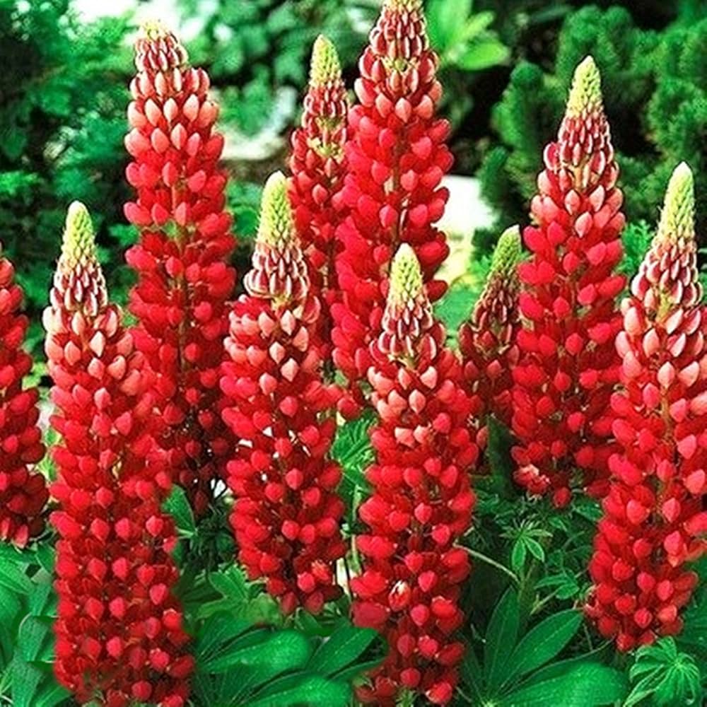 Red Lupin Flower seeds for Planting - Drought Tolerant, Heirloom & GMO Free Seeds for Home Garden
Sale seeds for planting in home garden