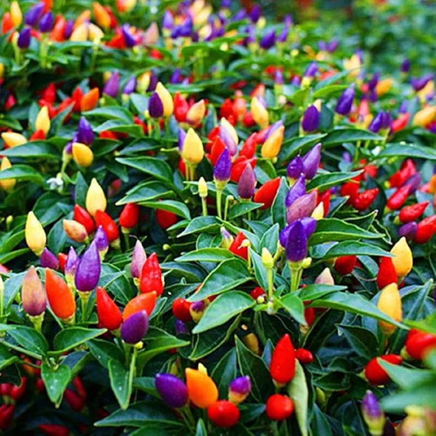 Ornamental Pepper Flower Seeds Mix, Planting
