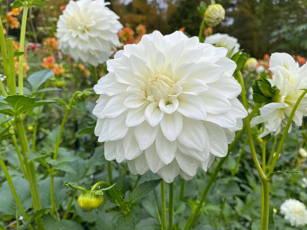 White Mix Dahlia Flower Seeds for Planting Compact Growth Heirloom & GMO Free Seeds for Home Garden
Sale