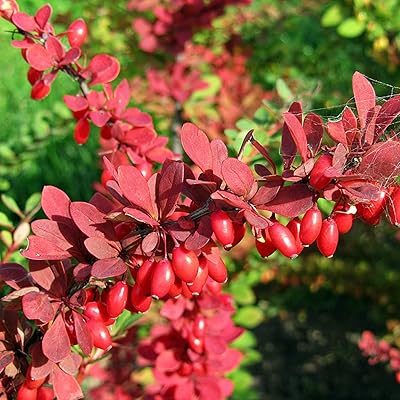 Red Pyracantha Fortuneana Flower seeds for Planting - Colorful Display, Heirloom & GMO Free Seeds for Home Garden
Sale seeds for home garden