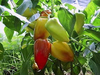 Sweet Gypsy Pepper Vegetable Seeds for Planting