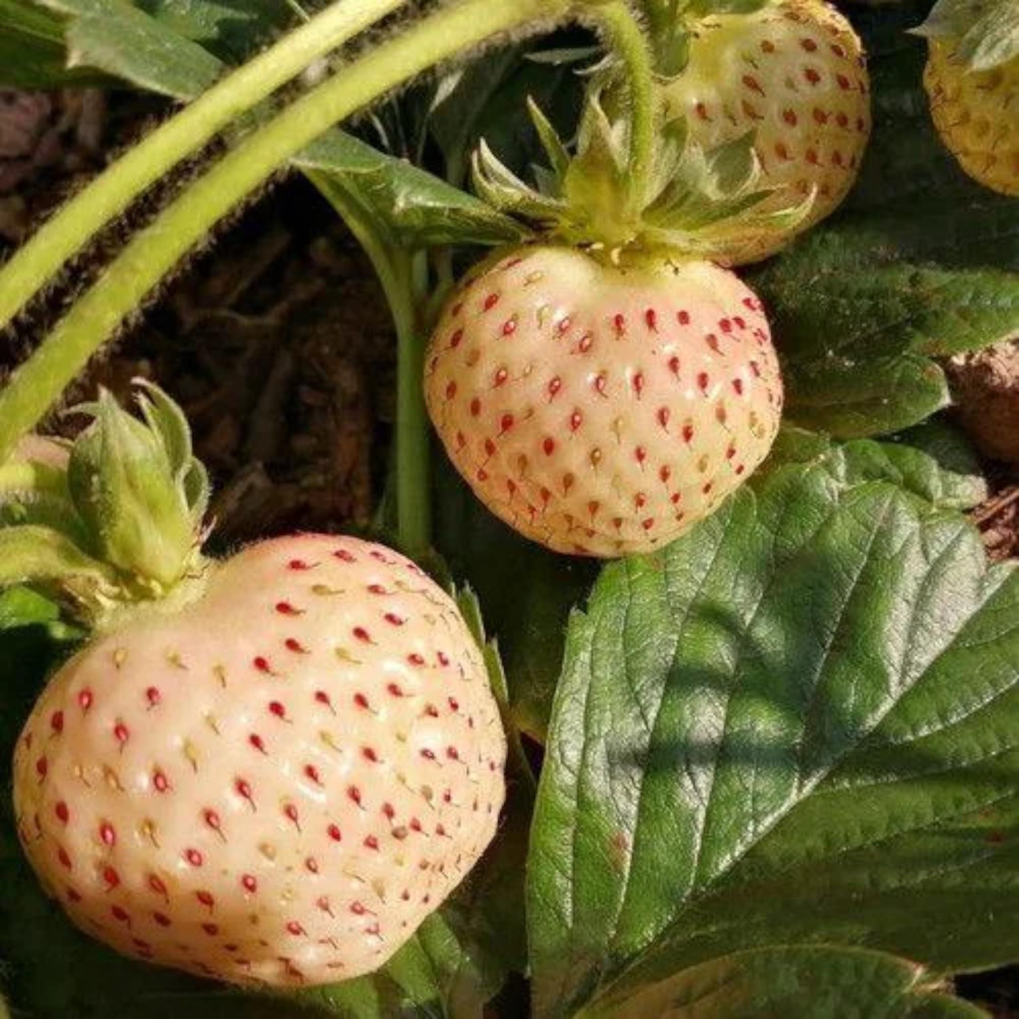 Juicy Strawberry Seeds for Planting - Evergrowseeds