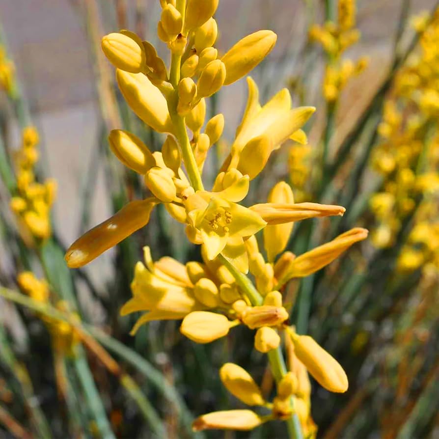 Yellow Yucca Plant Seeds for Easy Planting