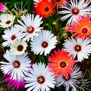 Mischfarbe Flower seeds for Planting - Pollinator Friendly, Heirloom & GMO Free Seeds for Home Garden