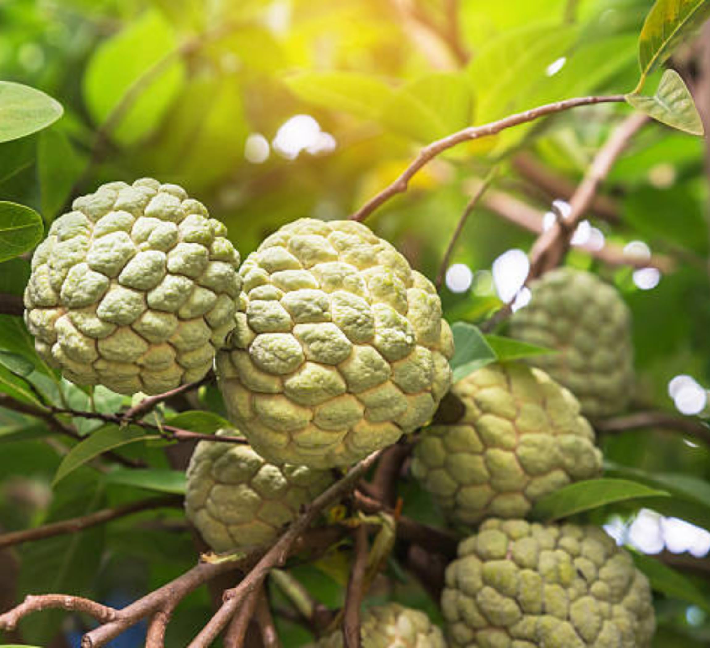 Custard Apple Seeds for Home Garden Planting Sweet Tropical Fruit