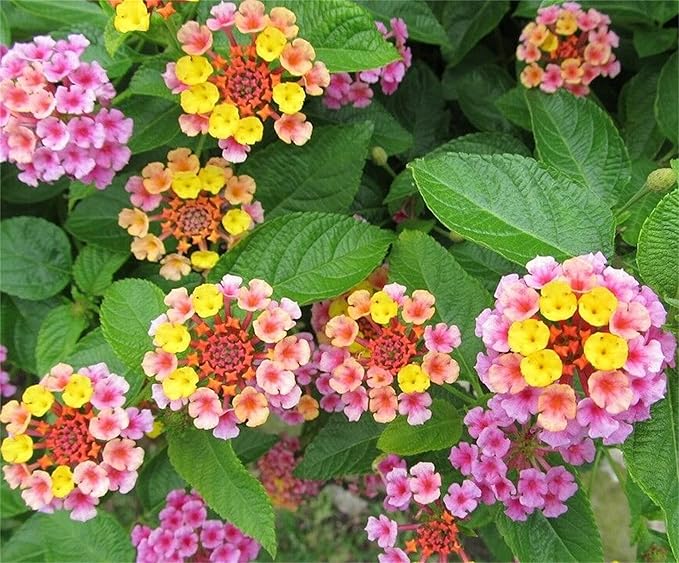 Lantana Lantana camara Flower Seeds for Planting in Flower Bed & Garden