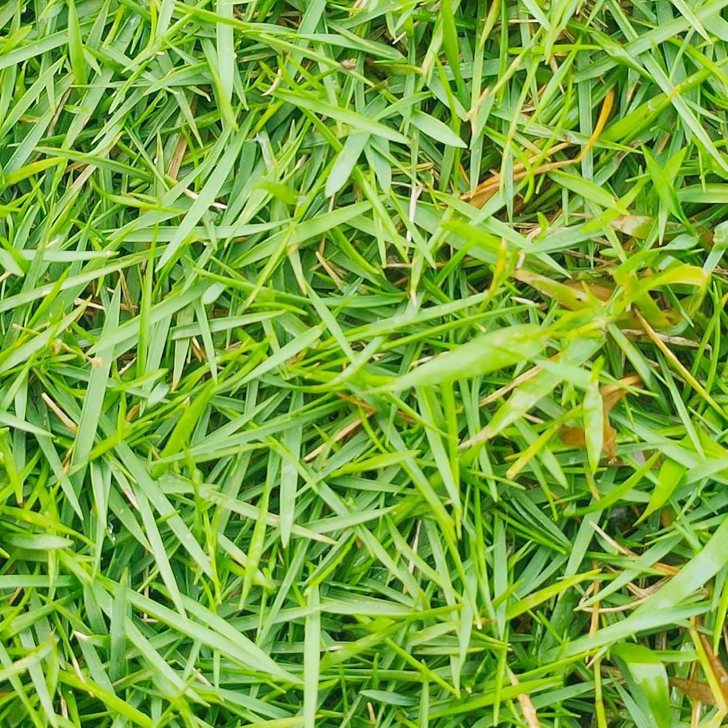 Zoysia Grass Warm-Season Dense Carpet-Like Growth Fine Texture And Overall Durability For Lawns