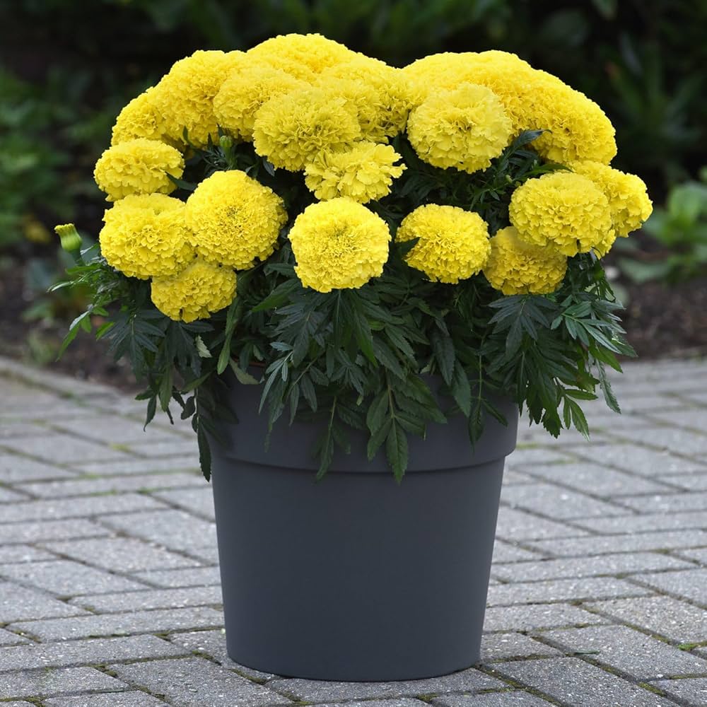 Goldmelisse Flower seeds for Planting - Compact Growth, Heirloom & GMO Free Seeds for Home Garden