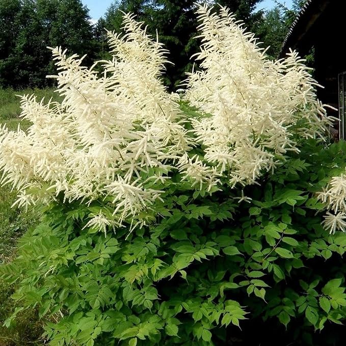 Dwarf Goat’s Beard Aruncus dioicus Seeds for Planting in Flower Bed & Shade Garden