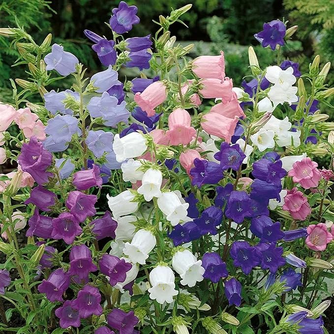Rubinrot Heirloom Campanula "Canterbury Bell" Seed for Plantings for Planting for Stunning Red Bells