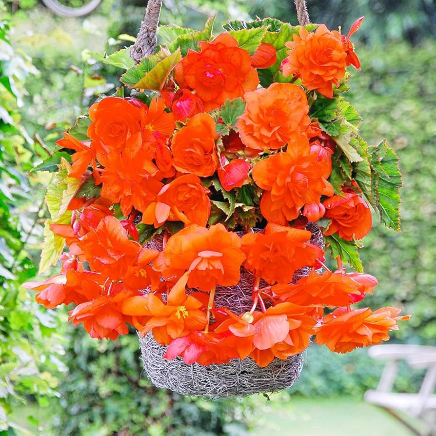 Orange Gloxinia Flower seeds blooming in flower beds, containers, borders, and pollinator-friendly gardens