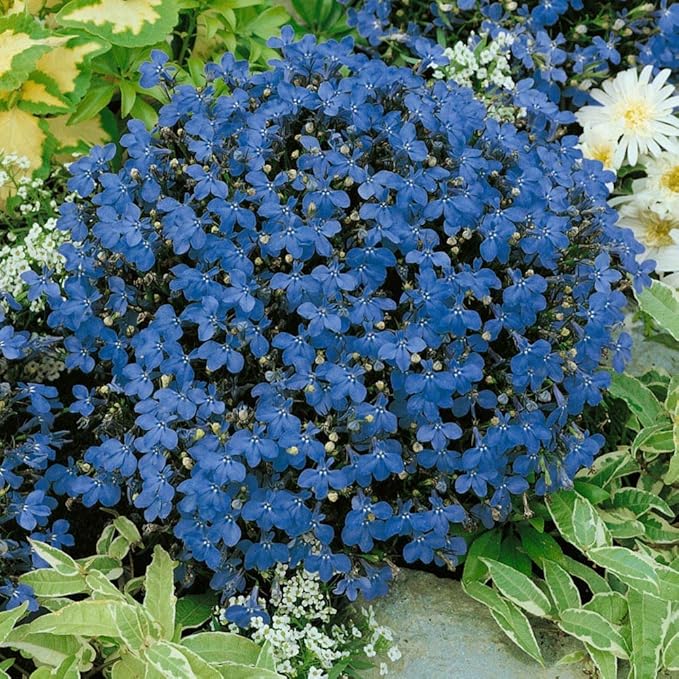 Lobelia Blue Wings Seeds for Vibrant Blue Flowers