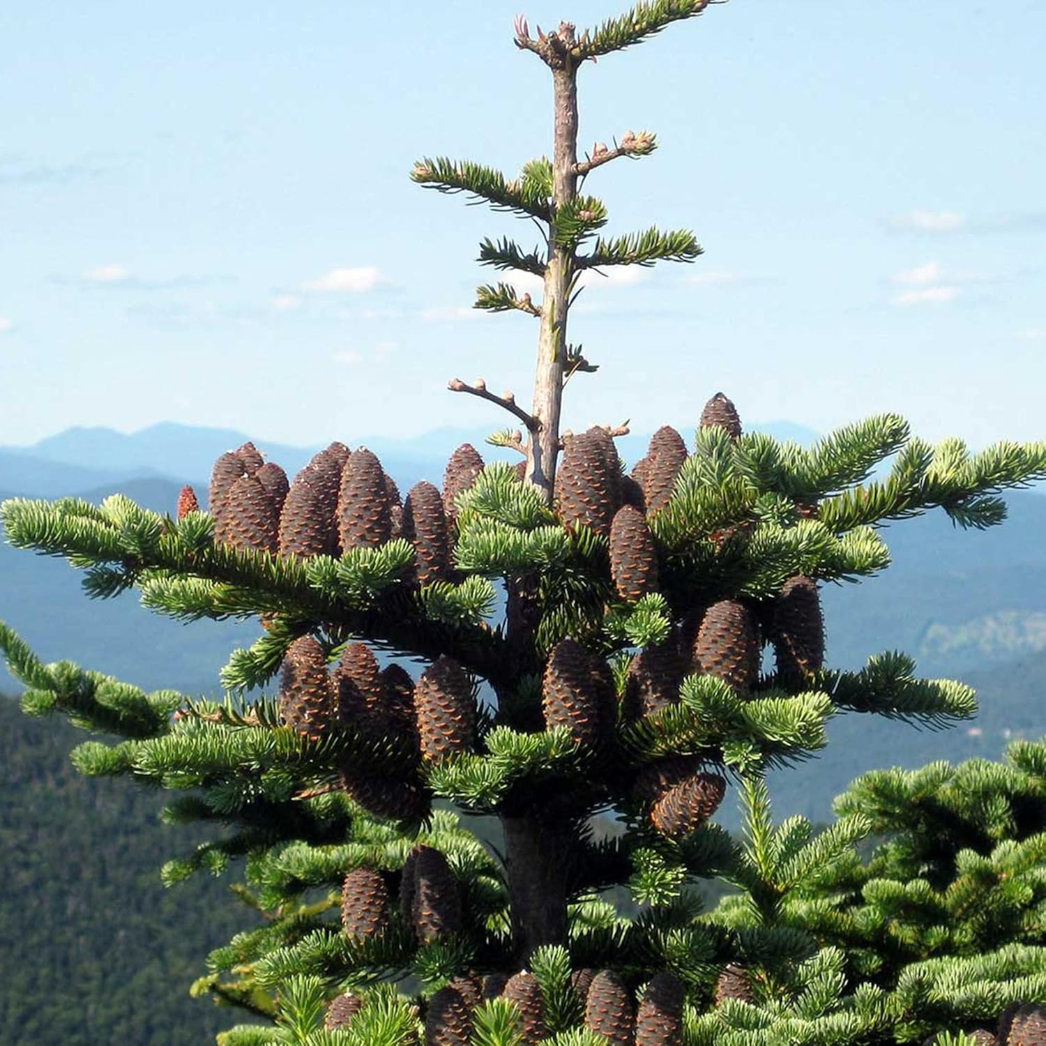 Balsam Fir Seeds Abies Balsamea Evergreen Conifer Tree Aromatic Foliage Attractive Shape Low