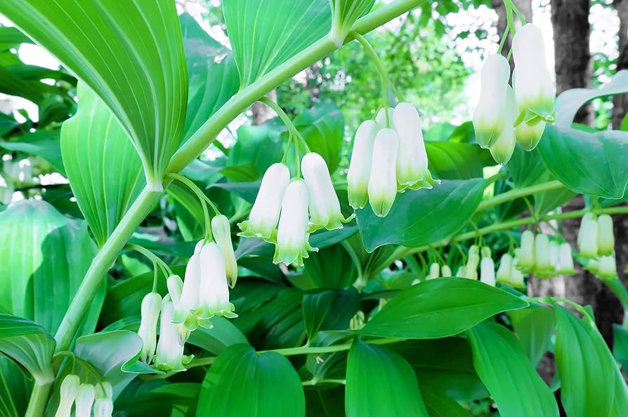 White Solomons Flower Planting for Lush Gardens - Seeds for Brightening Your Outdoor Spaces