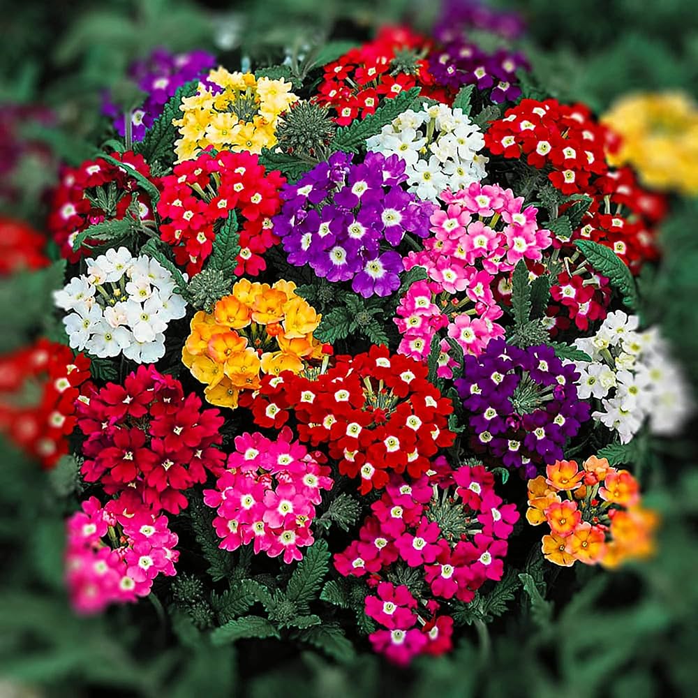 Pink Verbena Obsession Seeds for Planting Annual Garden Ground Cover