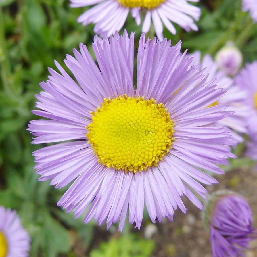 Erigeron Speciosus Erigeron speciosus Seeds for Planting in Flower Bed
