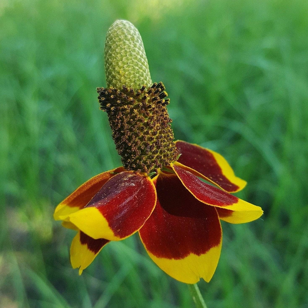 Hat Cone Flower seeds blooming in flower beds, containers, borders, and pollinator-friendly gardens
