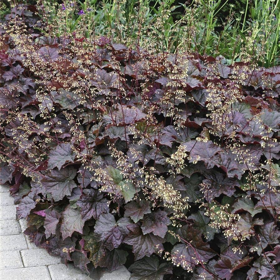 Purple Heuchera Heuchera micrantha Palace Purple Seeds for Planting shade garden borders