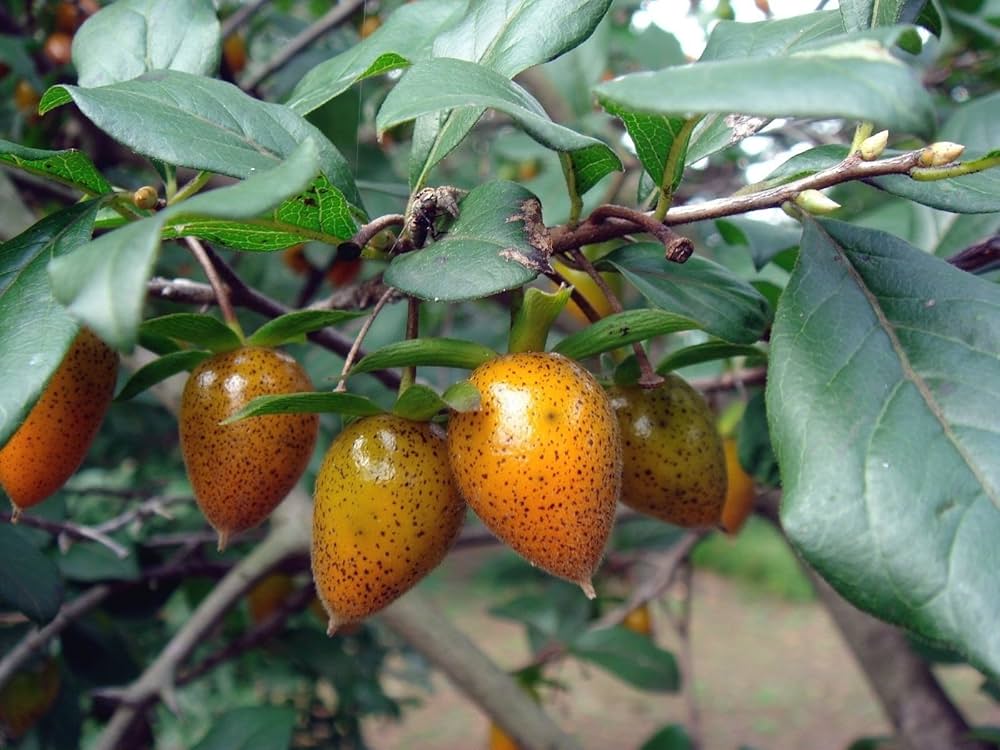 Red Rhombifolia Fruit Seeds for Planting