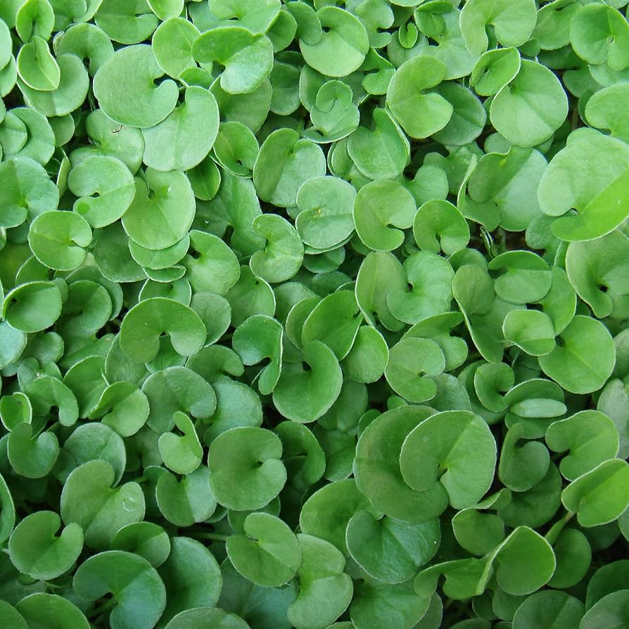 Dichondra Dichondra repens Plant Seeds for Planting in Ground Cover