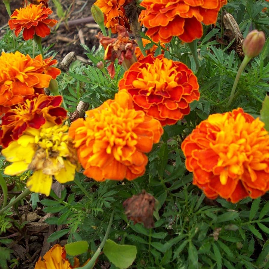 Marigold French Disco Mix Detailed Seeds for Planting flower bed