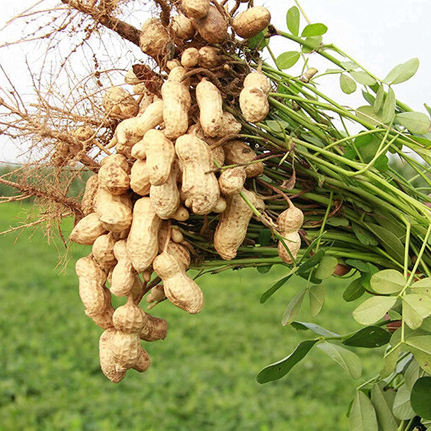 Peanut Seeds - Non-GMO Virginia Jumbo Fresh Garden Seeds - Evergrowseeds