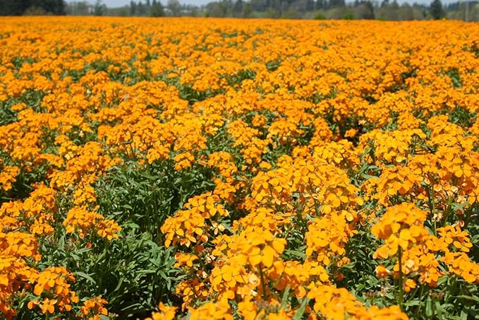 Orange Siberian Wallflower Seeds for Bright Garden Accents
