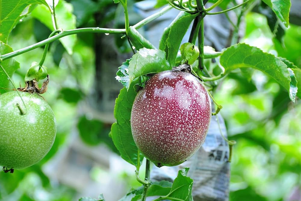 Thai Passion Fruit Seeds Passiflora edulis for Planting in Urban Garden