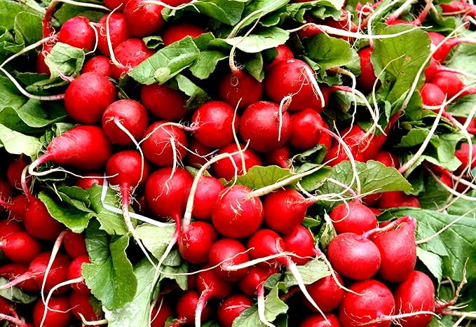 Easter Egg Radish Seeds - Colorful Planting For Vibrant Harvests Vegetable Seeds