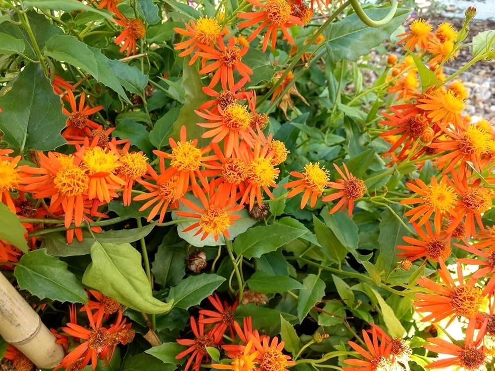 Confusus Mexico Flower seeds for Planting - Perfect for Borders, Heirloom & GMO Free Seeds for Home Garden